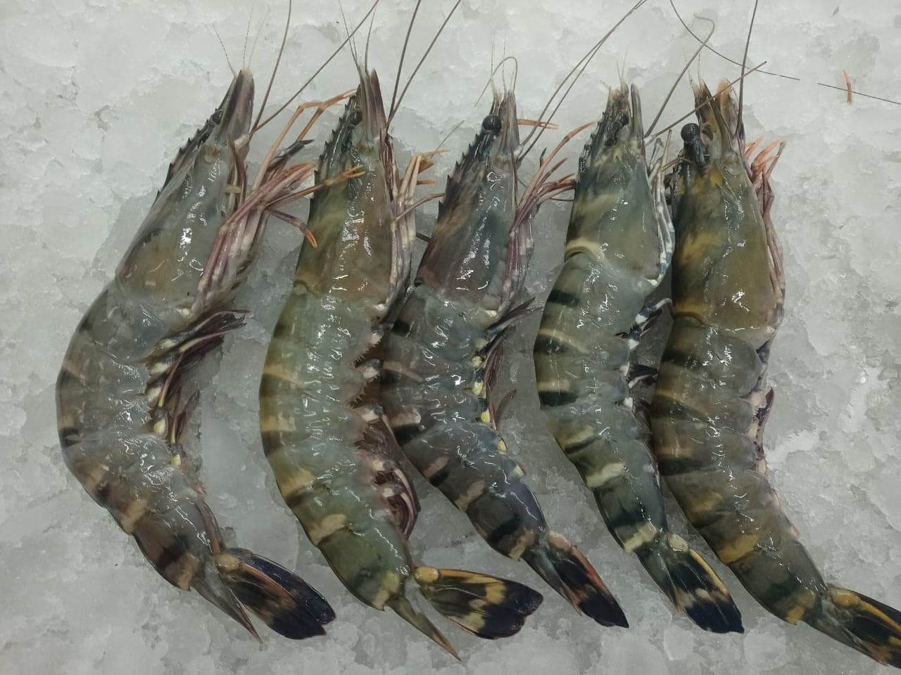 Photo of Black Tiger Shrimp (Bagda)