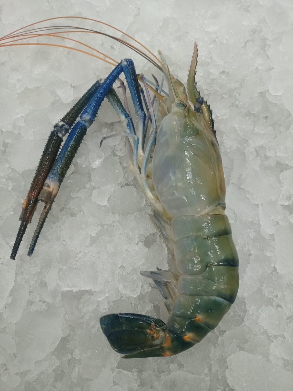 Photo of Freshwater Shrimp (Galda)